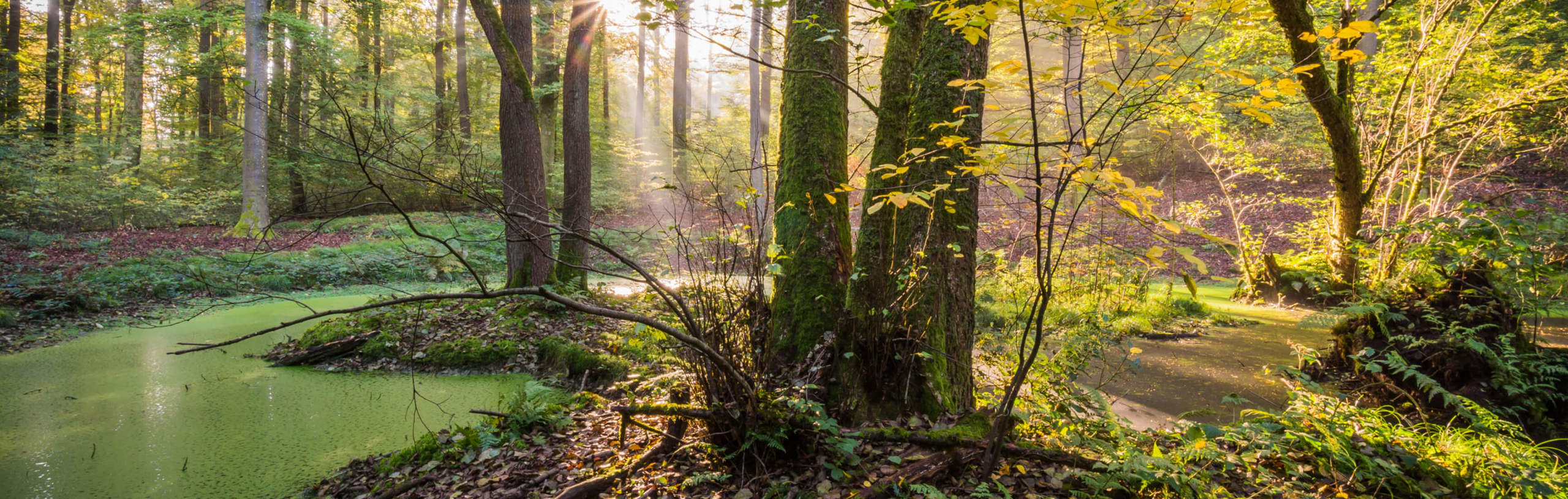 A stream in a forest